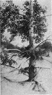A POPLAR WHICH CONVERTS ITS BRANCHES INTO ROOTS AND ITS ROOTS INTO BRANCHES, AS THE WIND BLOWS
